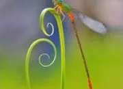 Quiz Le monde des insectes
