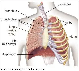 What anatomical part is illustrated in the image?