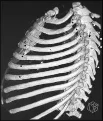 What anatomical part is illustrated in the image?