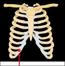 What anatomical part is illustrated in the image?
