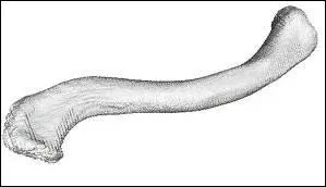 What anatomical part is illustrated in the image?