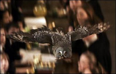 What is the name of the ancient Weasley family owl?