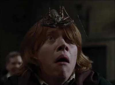 Why is Ron afraid of spiders?