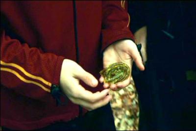 Which plant does Neville give to Harry to help him with the second task of the Triwizard Tournament?