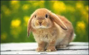 This animal loves carrots. There was one famous animal called Thumper (Tambor) in Bambi.