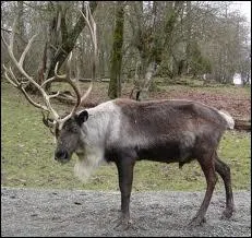 Santa Claus had 9 of these animals : Dasher, Dancer, Prancer, Vixen, Comet, Cupid, Dönner, Blitzen and Rudolph.