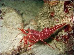 These sea animals are ...