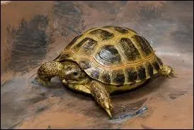 Tortoises live ...