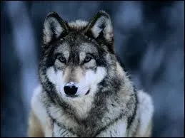 In Twilight film there are vampires and ...