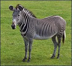 This mammal is a ...