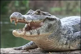 This reptile is a ...