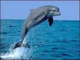 Dolphins are ...