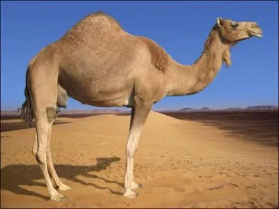 Look at me! I am not a camel. You see, I've got just one back.