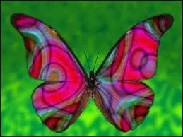 This insect is a ...