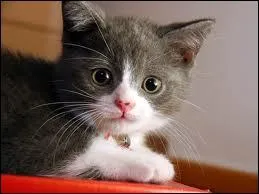 This animal is a ...