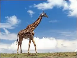 This is the animal with the longest neck in the world.