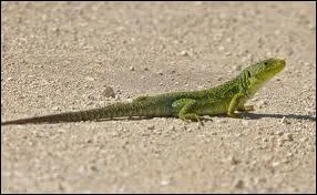 You can find many of them in Formentera, Cabrera and Sa Dragonera.