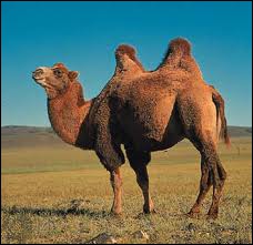 Remember, I am not a dromedary because I have two backs... So, I am a ...