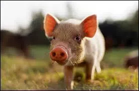 This mammal is a ...