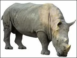 This animal is a ...