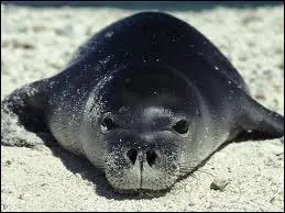 This animal is a ...