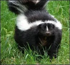 When this animal feels being in danger... it smells really bad.