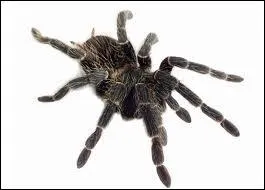 This animal is not an insect. It's got eight legs and some of them can be really dangerous.