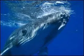 This mammal animal is a ...