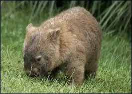 These animals are similar to hutias, marmots and beavers.