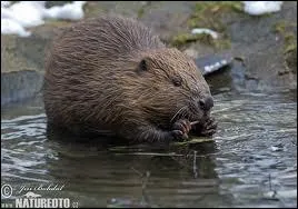 Beaver 1 Beaver all Let's all do the Beaver Call Beaver 2 Beaver 3 lets all climb the beaver tree Beaver 4 Beaver 5 Let's all do the beaver jive Beaver 6 Beaver 7 lets all go to Beaver Heaven Beaver 8