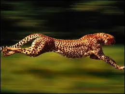 I am the fastest animal in the world!