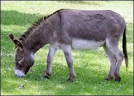 I am the best friend of Shrek.