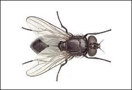 This insect can fly and its name is ...