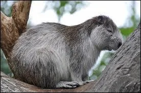 This is a gwaning animal. It seems a beaver, rat or a marmot. They are very common in Cuba