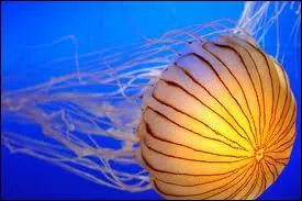 More beautiful a ... is the most dangerous.