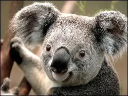 This animal is typical from Australia and they love bamboo.
