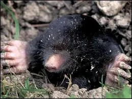 This is a mammal animal than cannot see. They have invisible or very small ears and eyes.
