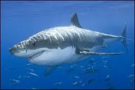 This animal is one of the most frightening fish for humans. Many years studying them and we do not understand their behaviour yet.