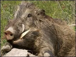 Pumba, in the 'Lion King' is ...