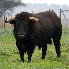American and Spanish people celebrate many races with these animals. In Spain 'San Fermines' in Pamplona and in America in 'Rodeos'