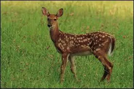 Thumper was the best friend of Bambi. Thumper was a rabbit and Bambi was ...