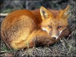This mammal animal is very intelligent. People hunt them because of their fur.