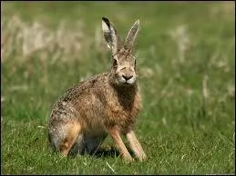 This animal is similar to rabbits but they are bigger and faster. Its phonics is similar to bear.