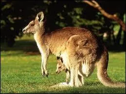 These animals as koalas and dingos are typical animals from Australia.
