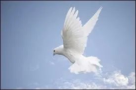 Doves, white pigeons are the symbol of peace. This bird brought an olive tree twig to Noah's ark as a representation of land in a near place.
