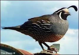 This bird is smaller than a hen and their eggs too. Their noise is particular. Their name is similiar to the phonics in  wait 