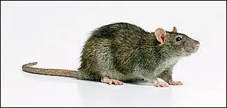 These animals live in sewers or damp places.