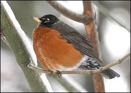 The name of this bird is the beginning of ... Hood, who lived in Sherwood Forests and helped poor and those in need.