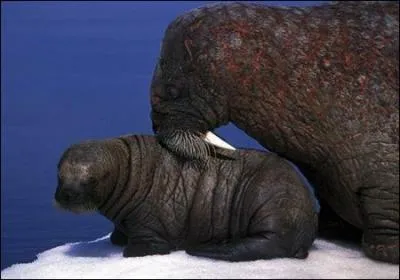 He invented it in more ways than one!