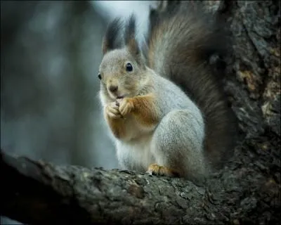 Ballet feerie in two acts!